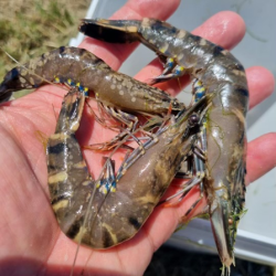 Prawns with White spot disease. NSW DPI