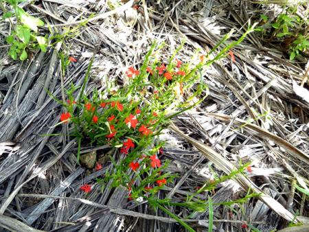 Red witchweed